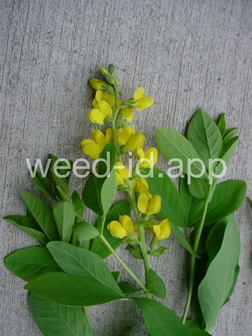 golden pea, mountain